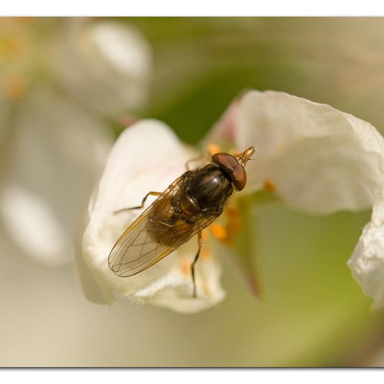 Rhingia campestris: Animal in habitat Garden in the NatureSpots App