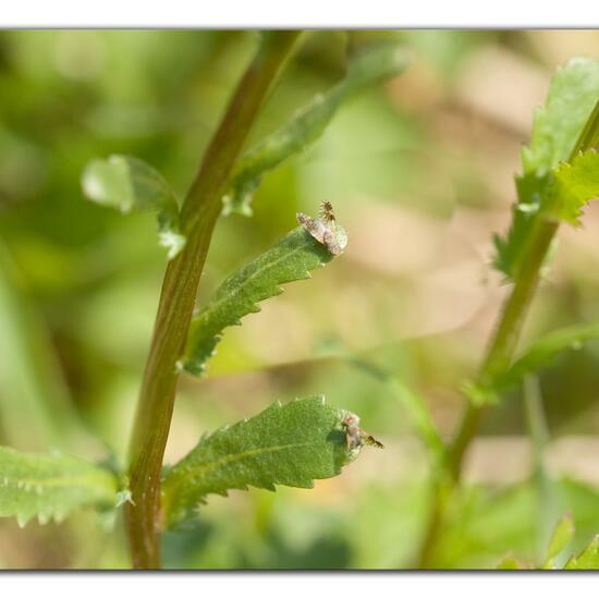 Tephritis neesii: Animal in habitat Garden in the NatureSpots App