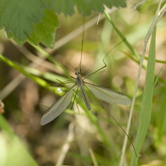 Tipula oleracea: Animal in habitat Garden in the NatureSpots App