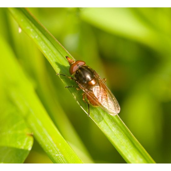 Rhingia campestris: Animal in habitat Garden in the NatureSpots App