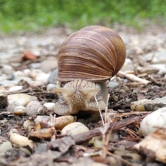 Helix pomatia: Animal in habitat Riparian forest in the NatureSpots App