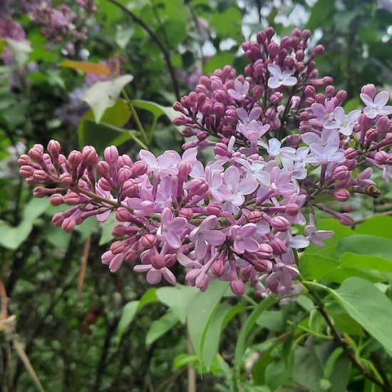 Syringa: Plant in nature in the NatureSpots App