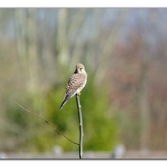 Common Kestrel: Animal in habitat Grassland in the NatureSpots App