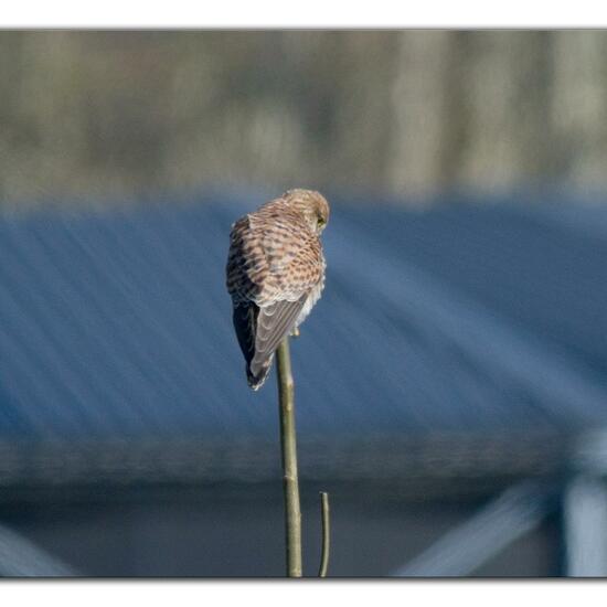 Common Kestrel: Animal in habitat Grassland in the NatureSpots App