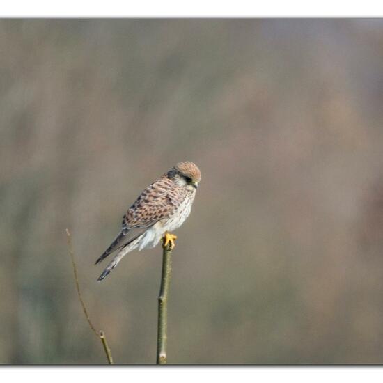 Common Kestrel: Animal in habitat Grassland in the NatureSpots App