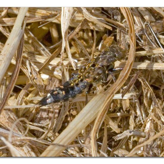 Ontholestes tessellatus: Animal in habitat Agricultural meadow in the NatureSpots App