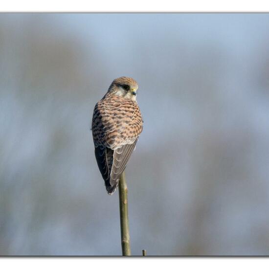 Common Kestrel: Animal in habitat Grassland in the NatureSpots App