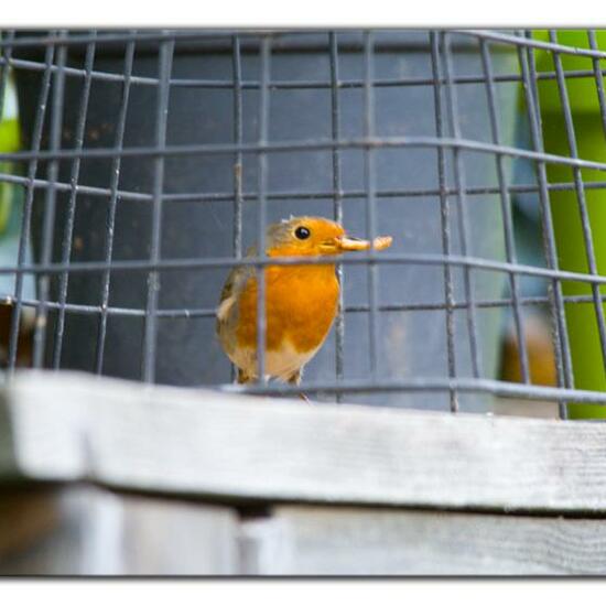 European robin: Animal in habitat Garden in the NatureSpots App