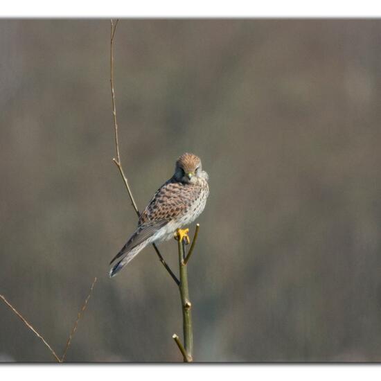 Common Kestrel: Animal in habitat Grassland in the NatureSpots App