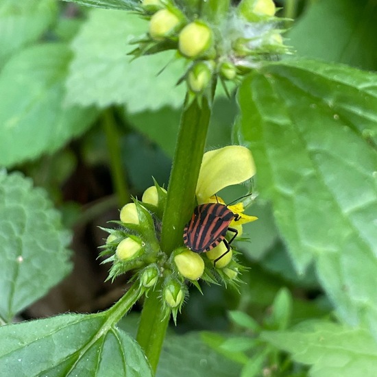 Graphosoma lineatum: Animal in habitat Riparian forest in the NatureSpots App