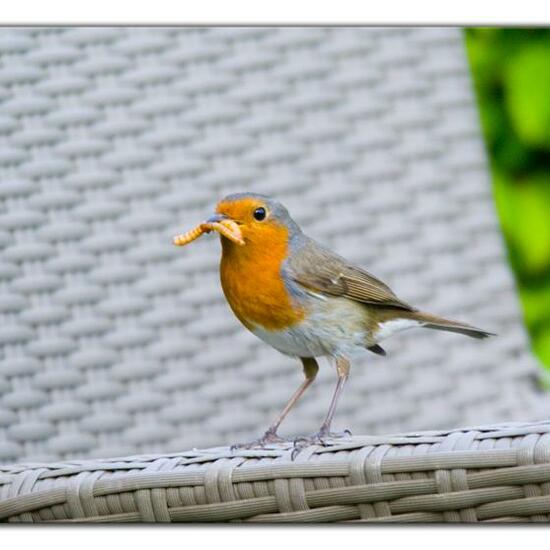 European robin: Animal in habitat Garden in the NatureSpots App