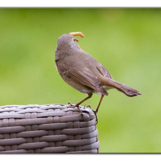 European robin: Animal in habitat Garden in the NatureSpots App