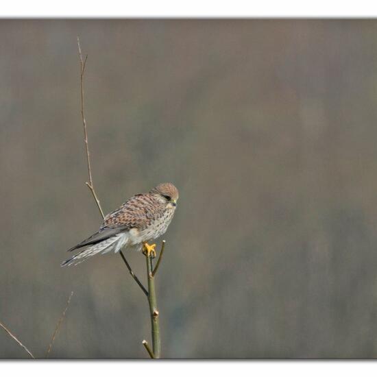 Common Kestrel: Animal in habitat Grassland in the NatureSpots App