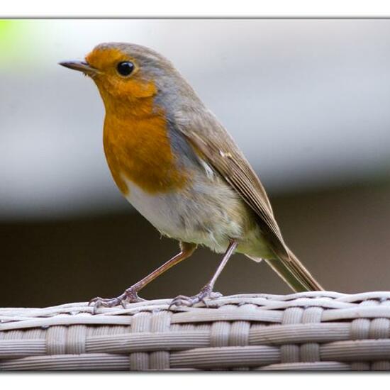 European robin: Animal in habitat Garden in the NatureSpots App