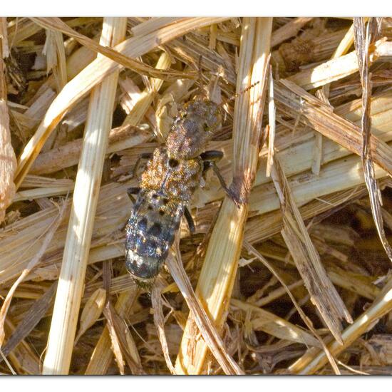 Ontholestes tessellatus: Animal in habitat Agricultural meadow in the NatureSpots App