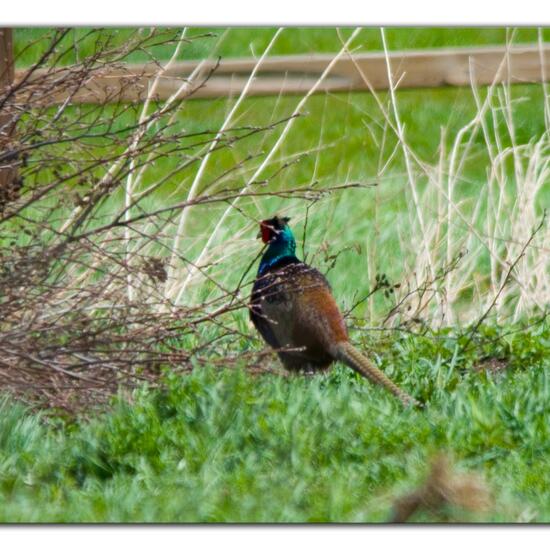 Green Pheasant: Animal in habitat Grassland in the NatureSpots App