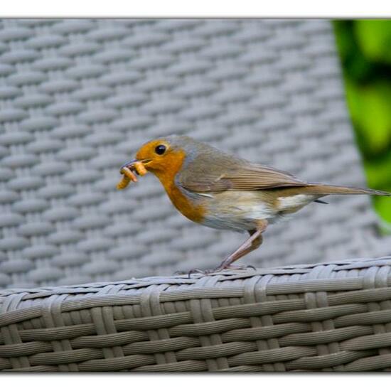 European robin: Animal in habitat Garden in the NatureSpots App