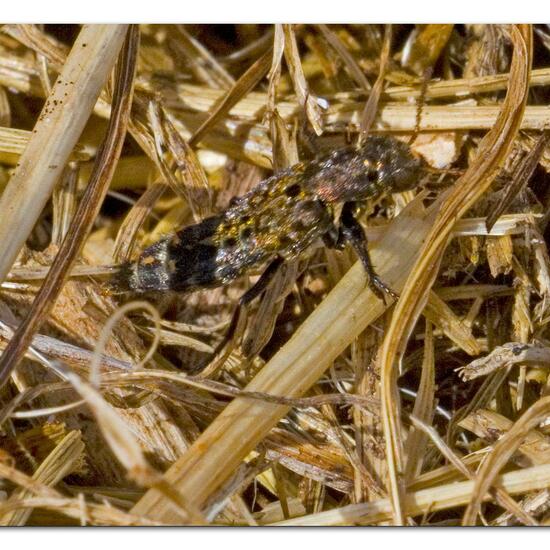 Ontholestes tessellatus: Animal in habitat Agricultural meadow in the NatureSpots App