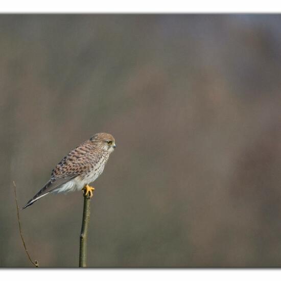 Common Kestrel: Animal in habitat Grassland in the NatureSpots App