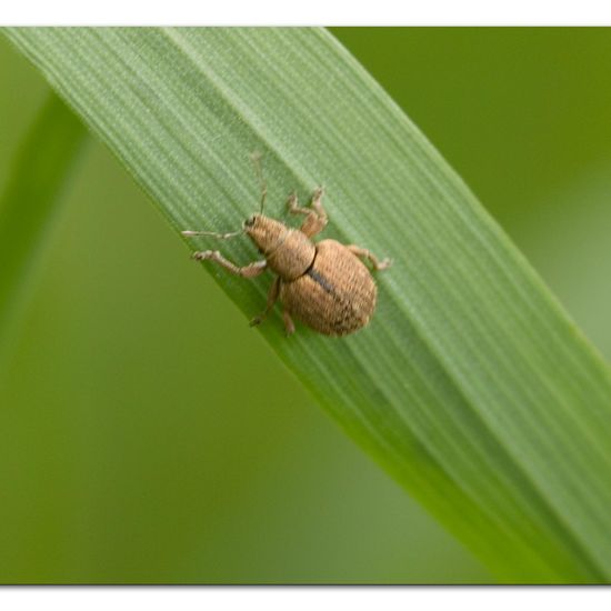 Strophosoma melanogrammum: Animal in habitat Commerce or Industrial in the NatureSpots App