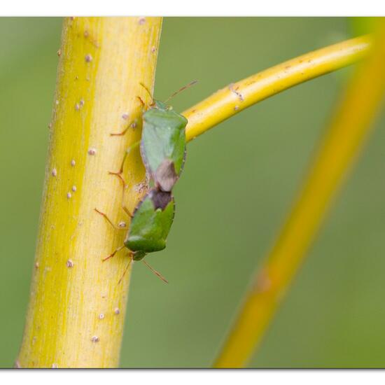 Green shield bug: Animal in habitat Forest in the NatureSpots App