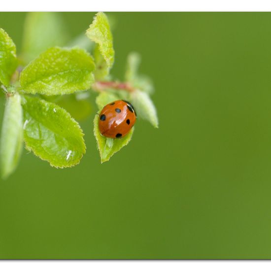 Coccinella septempunctata: Animal in habitat Commerce or Industrial in the NatureSpots App