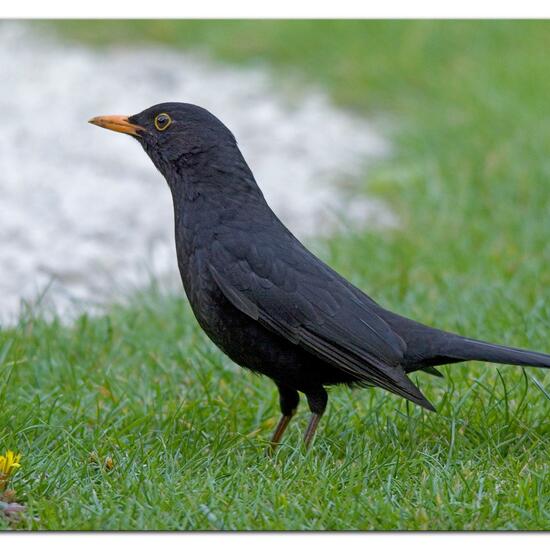 Common blackbird: Animal in habitat Garden in the NatureSpots App