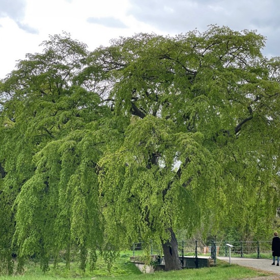 Weeping Beech: Plant in habitat Park in the NatureSpots App