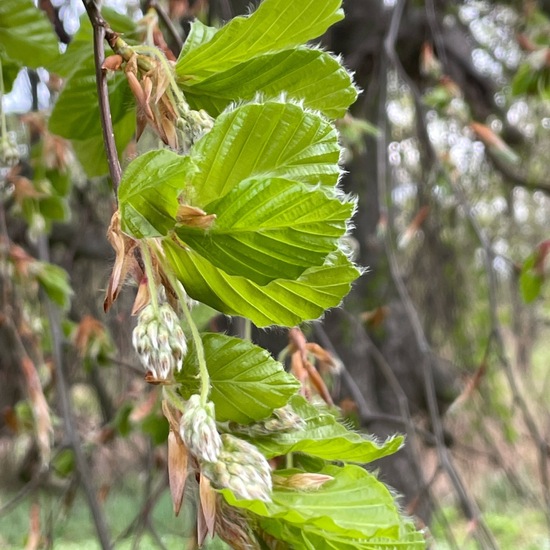 Weeping Beech: Plant in habitat Park in the NatureSpots App