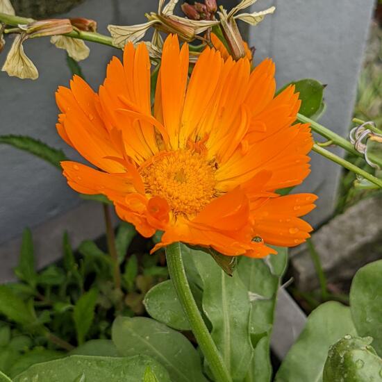 Calendula officinalis: Plant in habitat Garden in the NatureSpots App