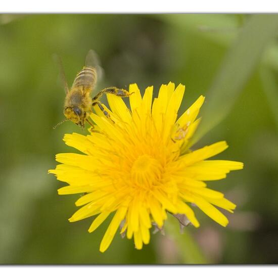 Apis mellifera: Animal in habitat Garden in the NatureSpots App