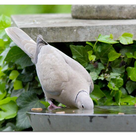 Eurasian Collared Dove: Animal in habitat Garden in the NatureSpots App