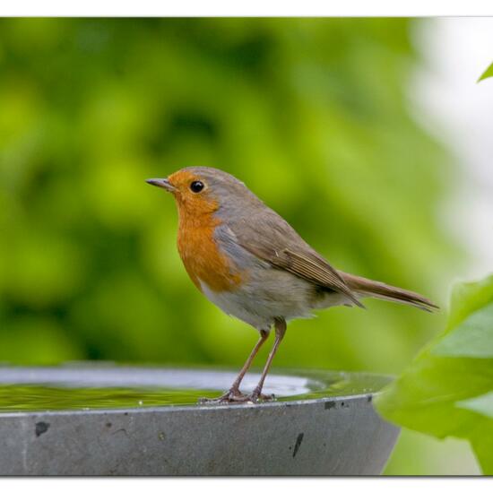 European robin: Animal in habitat Garden in the NatureSpots App