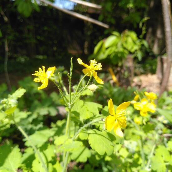 Chelidonium majus: Plant in habitat Garden in the NatureSpots App