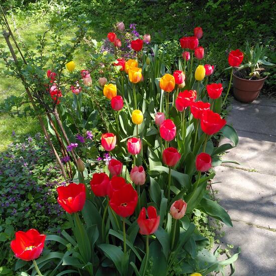 Tulipa: Plant in habitat Garden in the NatureSpots App