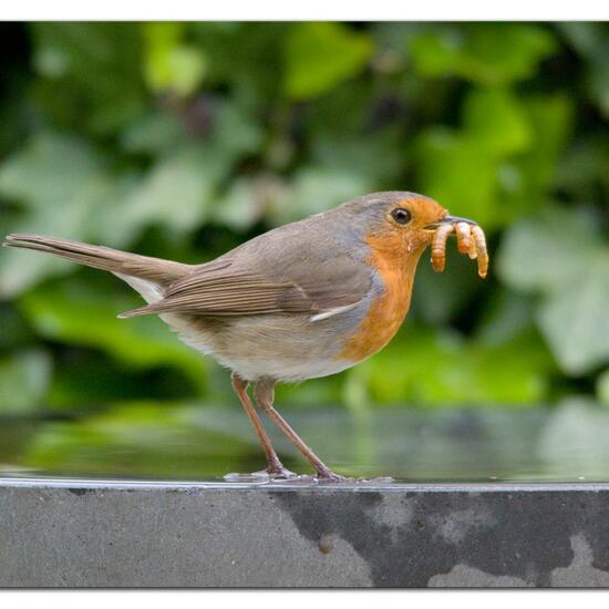 European robin: Animal in habitat Garden in the NatureSpots App