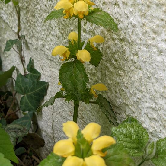 Lamium galeobdolon: Plant in habitat Garden in the NatureSpots App