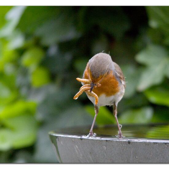 European robin: Animal in habitat Garden in the NatureSpots App