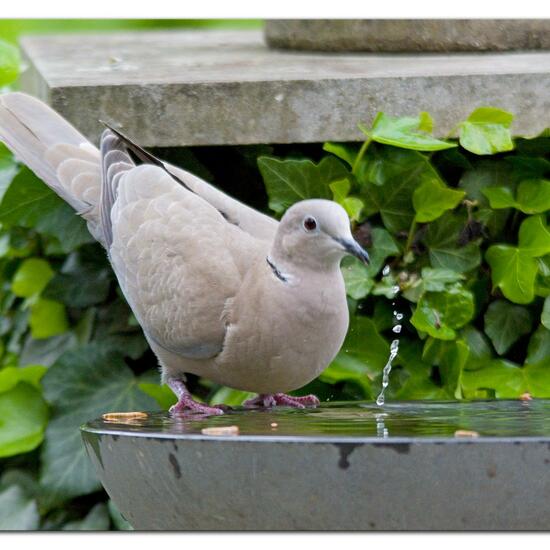 Eurasian Collared Dove: Animal in habitat Garden in the NatureSpots App