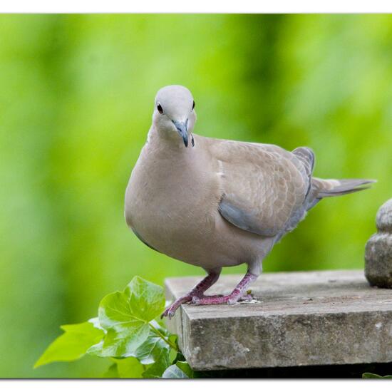 Eurasian Collared Dove: Animal in habitat Garden in the NatureSpots App