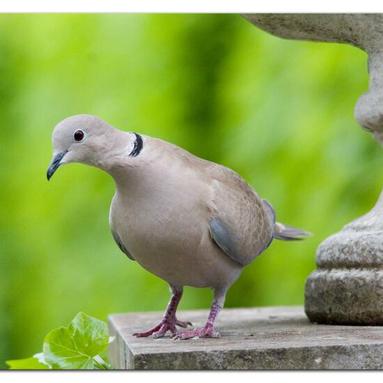 Eurasian Collared Dove: Animal in habitat Garden in the NatureSpots App