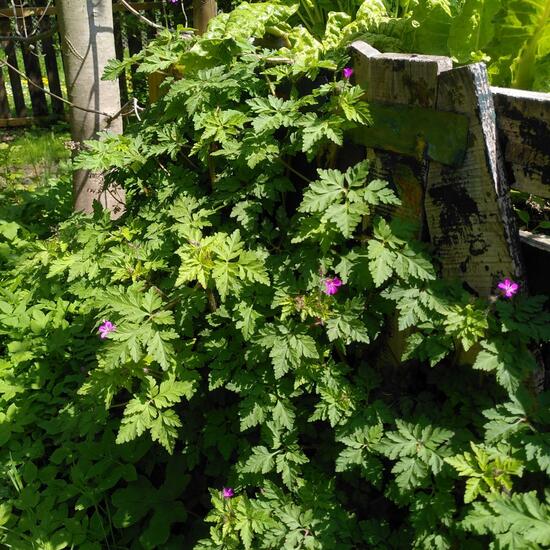 Geranium robertianum: Plant in habitat Garden in the NatureSpots App