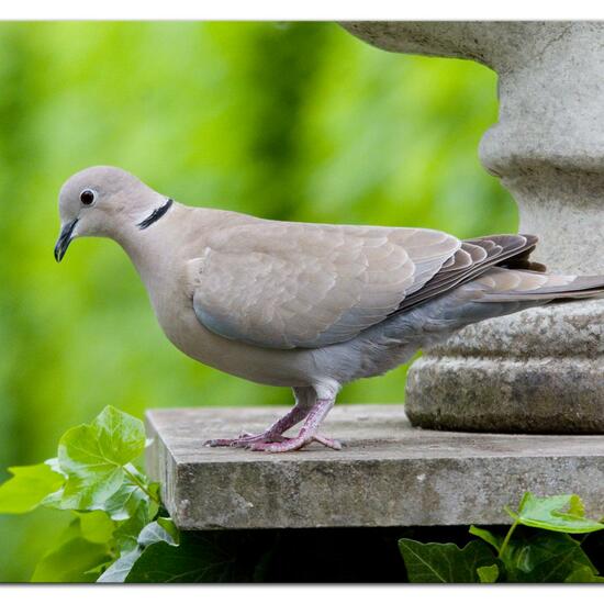 Eurasian Collared Dove: Animal in habitat Garden in the NatureSpots App