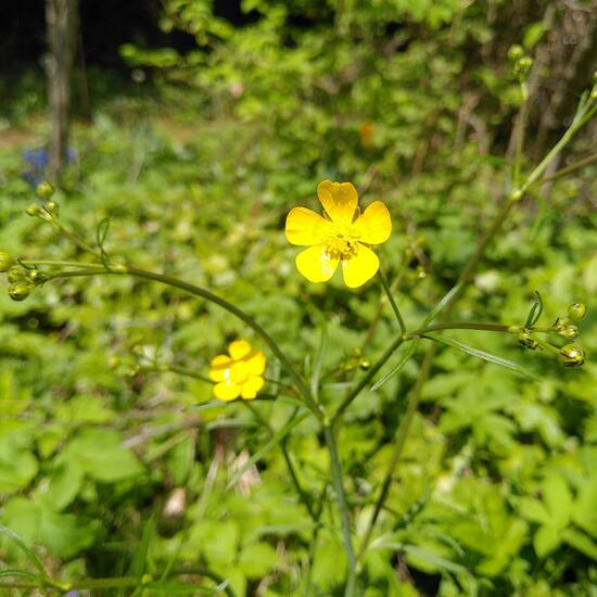 Ranunculus acris: Plant in habitat Garden in the NatureSpots App