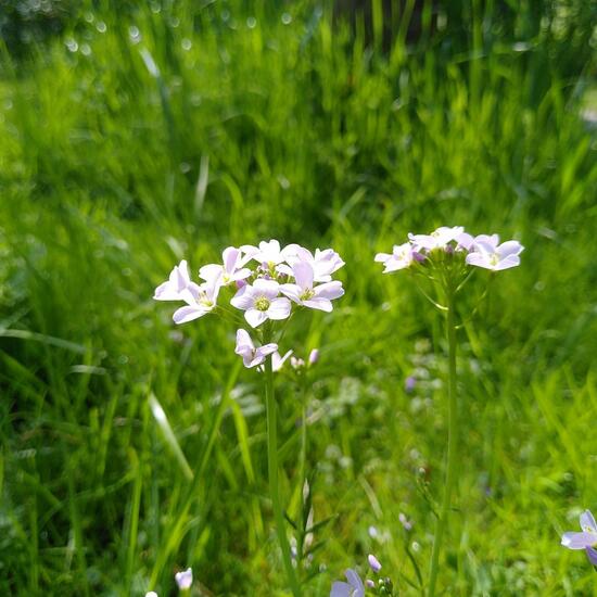 Cardamine pratensis: Plant in habitat Garden in the NatureSpots App