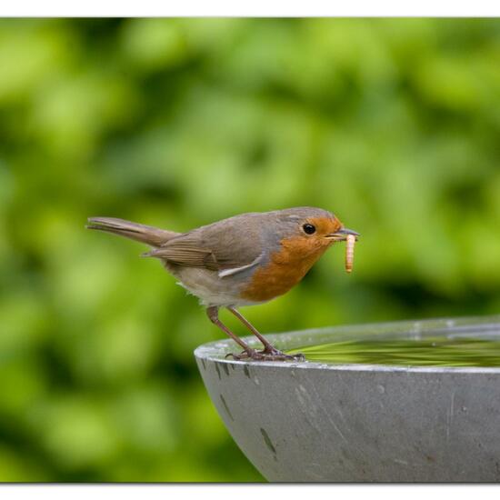 European robin: Animal in habitat Garden in the NatureSpots App