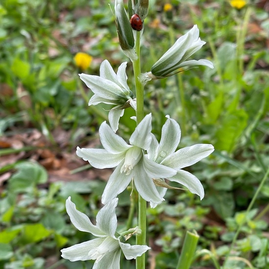 Ornithogalum nutans: Plant in habitat Park in the NatureSpots App