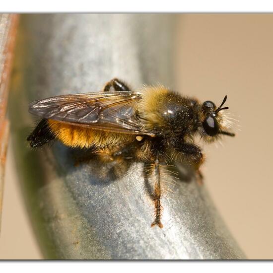 Laphria flava: Animal in habitat Road or Transportation in the NatureSpots App