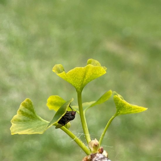 Ginkgo biloba: Plant in habitat Park in the NatureSpots App