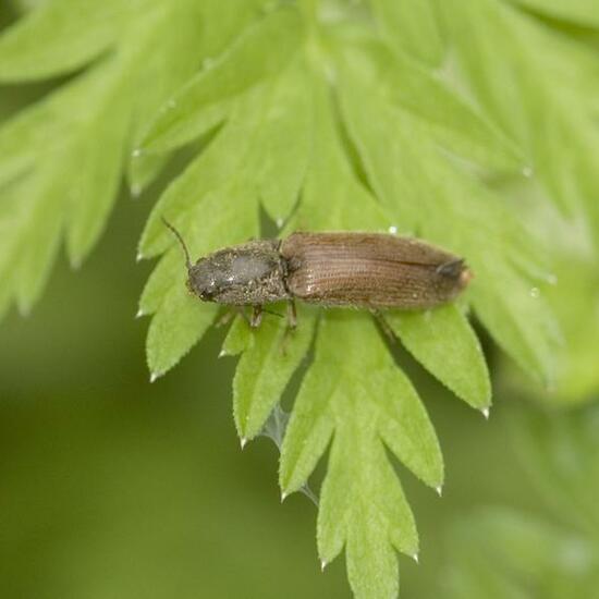 Athous haemorrhoidalis: Animal in habitat Forest in the NatureSpots App